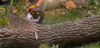 How Our Tree Care Process Works  in  Brookville, OH