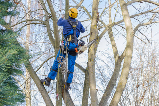 Brookville, OH Tree Care Company